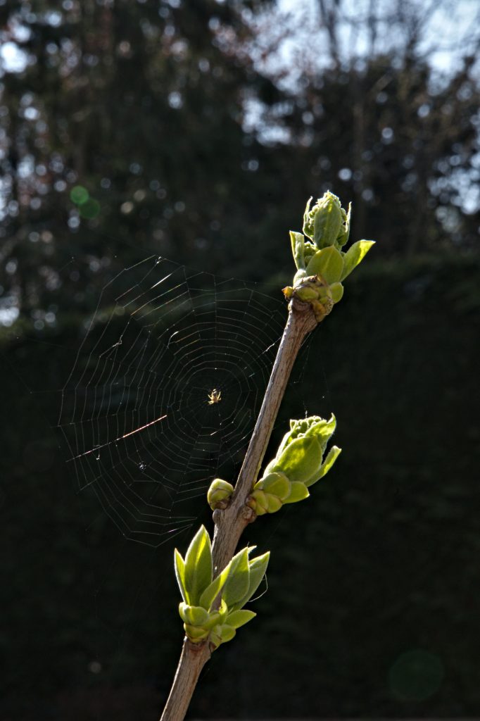 Une araignée qui tisse sa toile entre plusieurs bourgeons. Début du printemps.