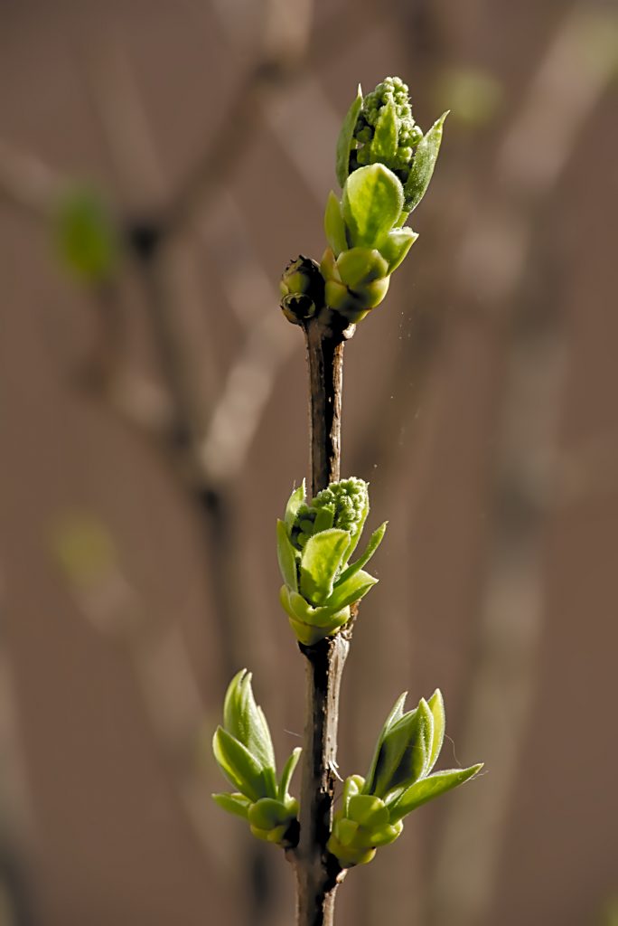 Bourgeons qui éclosent au printemps