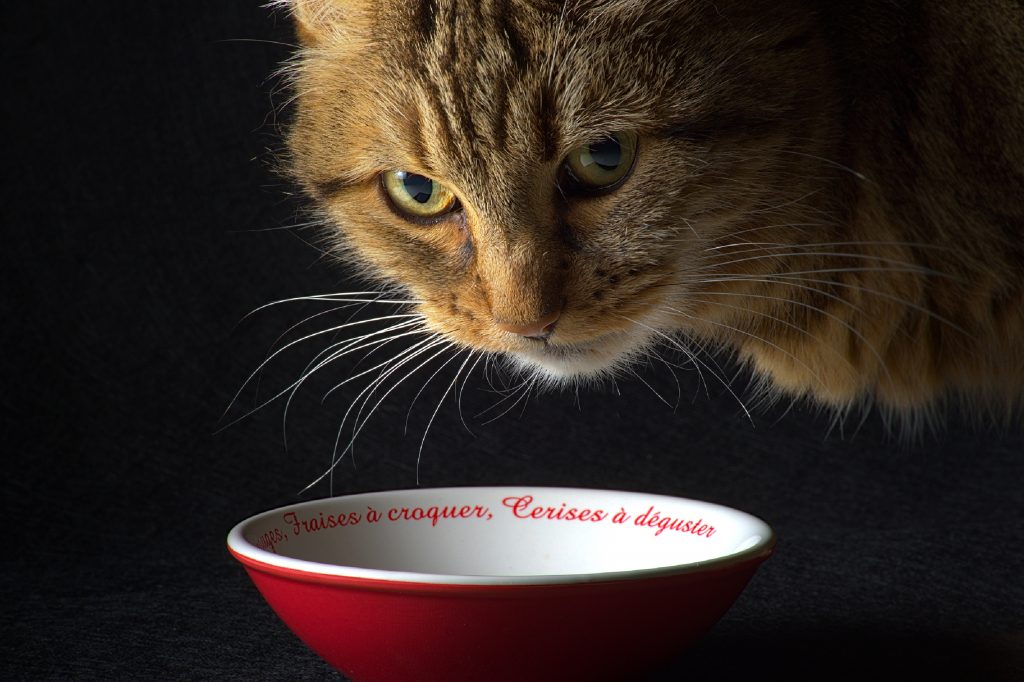 chat devant son bol de lait