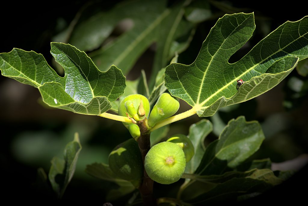 Feuillage, fruit vert, poirier et poires