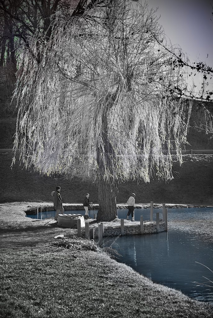 Un arbre près d'un lac