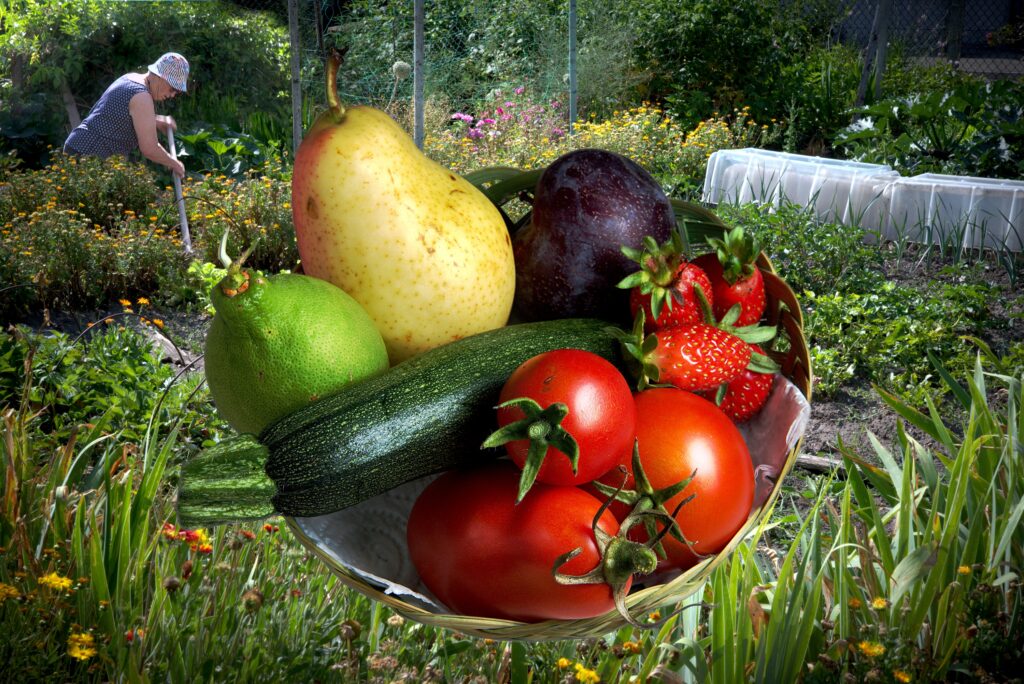 Un panier de fruits dans une corbeille concocté par une jardinière, Elise.