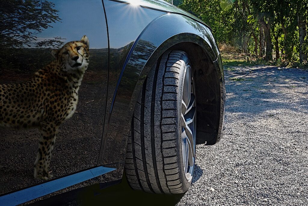 Voiture de sport, Audi TT Sport avec le guépard en reflet