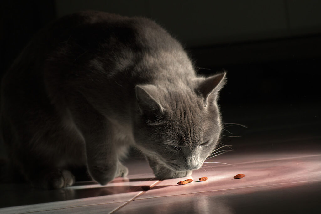 chat siamois gris et ses croquettes