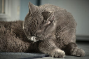 Toilettage du chat