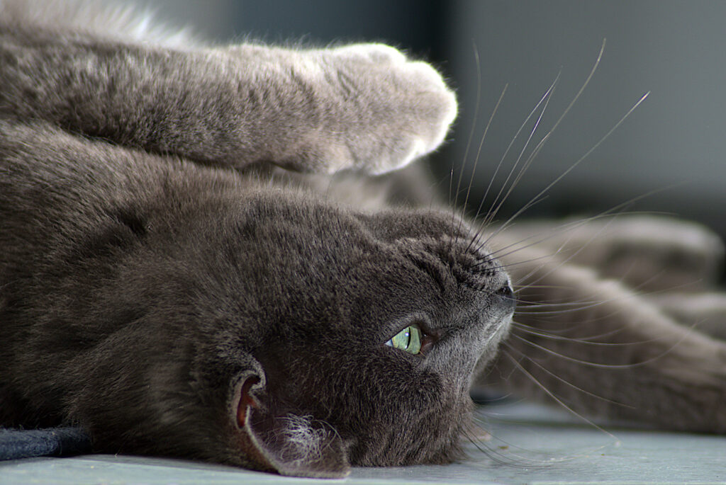 chat siamois gris attendant des caresses