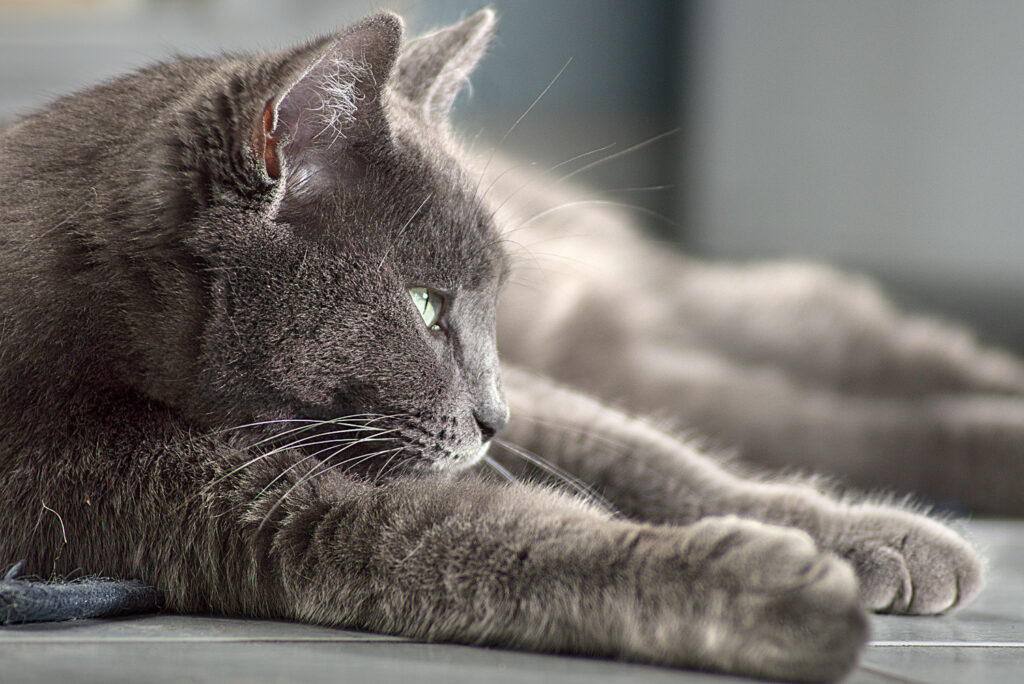 chat siamois gris en observation