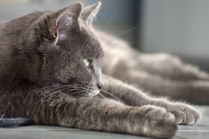 chat siamois gris en observation