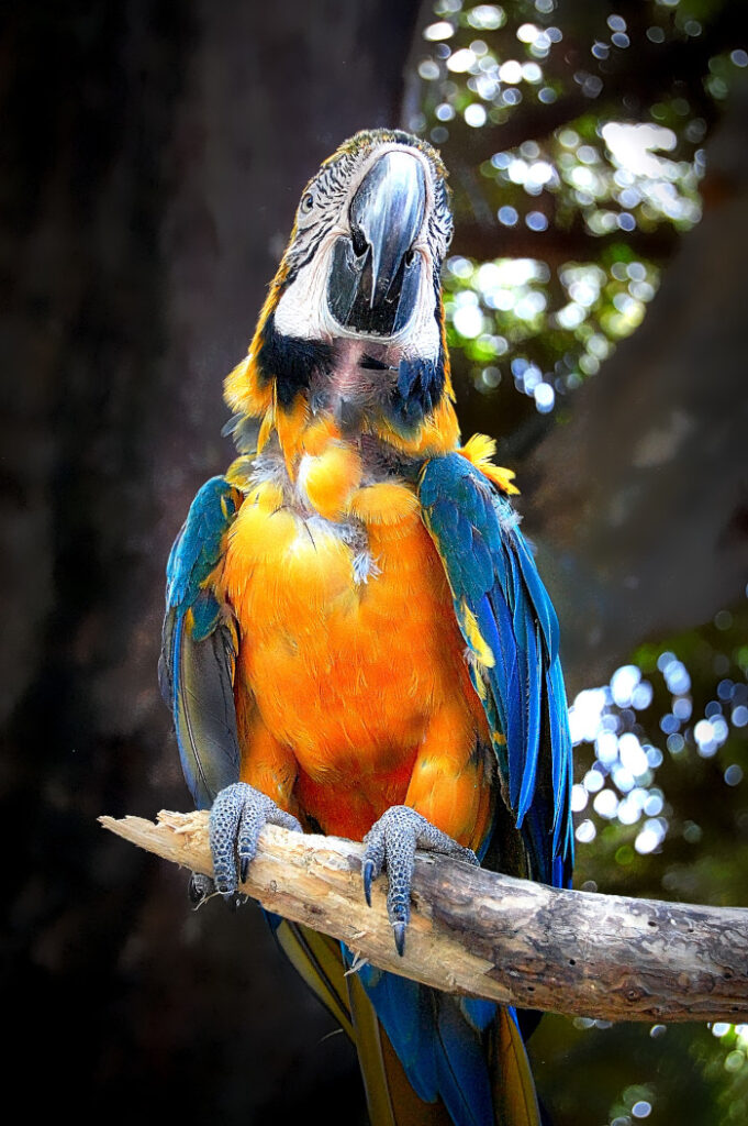 Un ara, perroquet ventre orange et ailes bleues en Guadeloupe