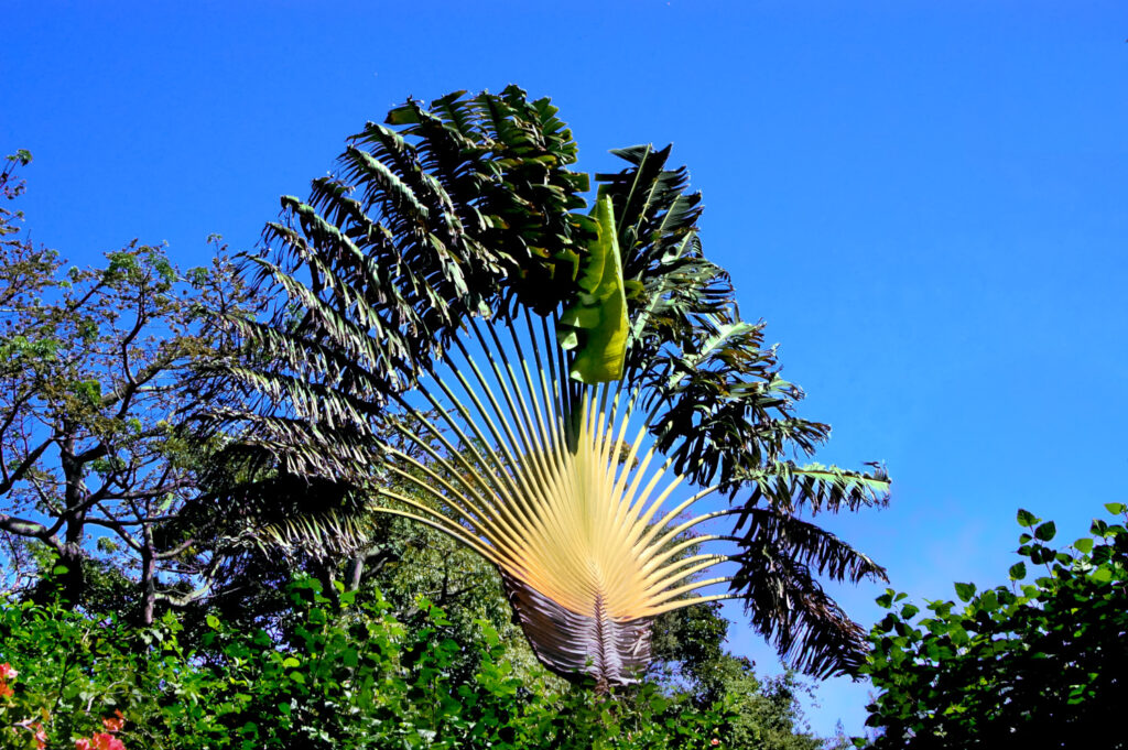 Palmier en Guadeloupe tel un paon