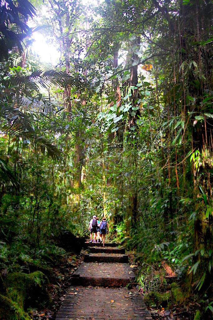 Marcheurs dans un sentier dans une forêt en Guadeloupe