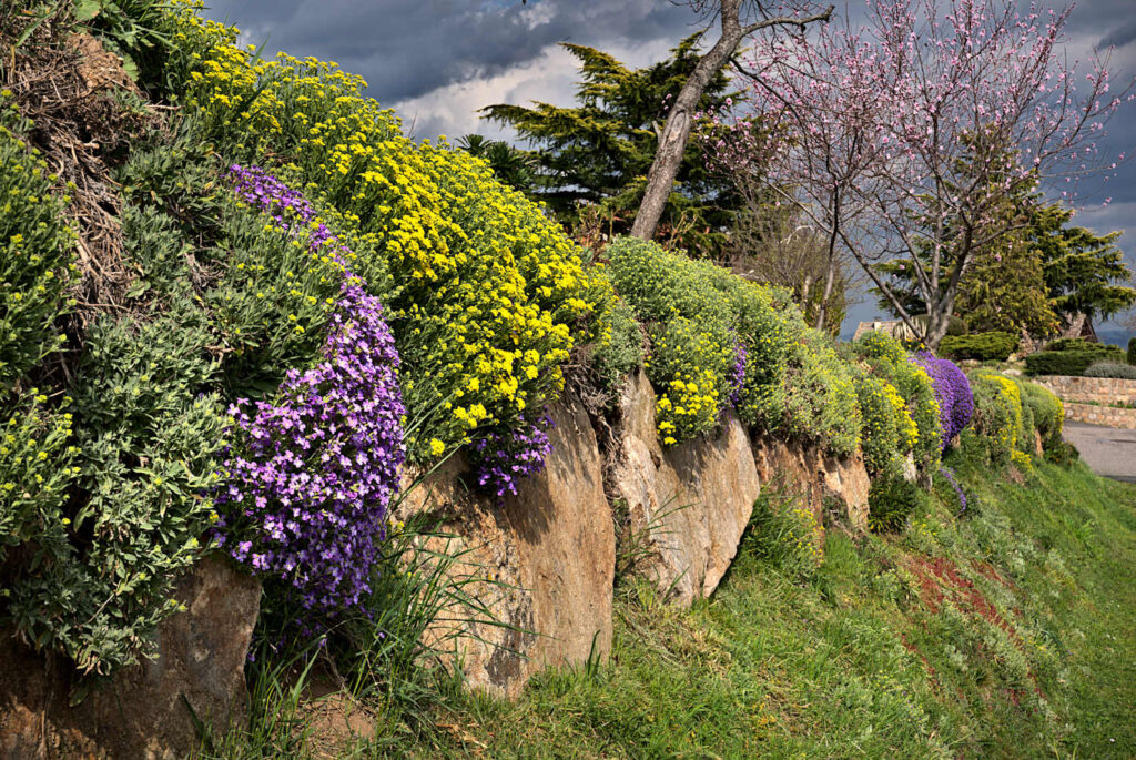 Mur recouvert de fleurs au bord d'une route et un arbre en fleurs en début de printemps