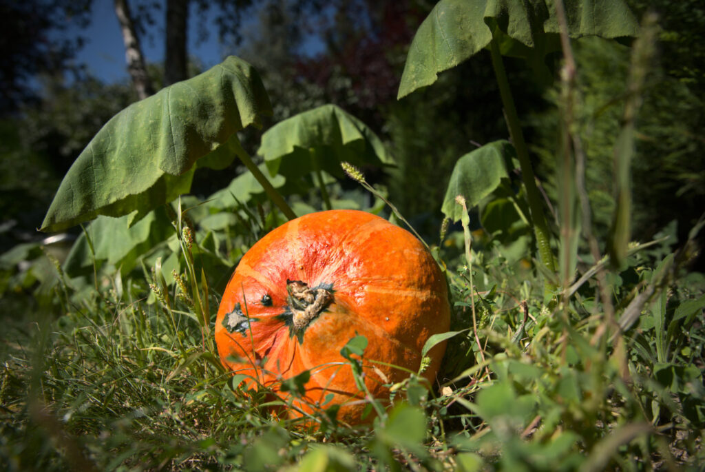 Un potiron en pleine croissance dans un potager