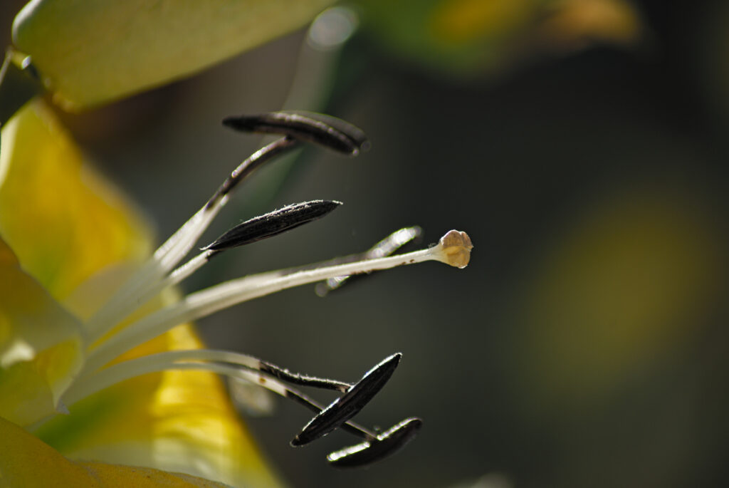 Au cœur du pistil d'une fleur jaune,  également connu sous le nom d'étamines à fleur 