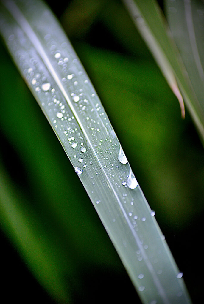 Fleur, gouttelette d'eau