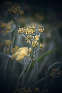 Fleur jaune