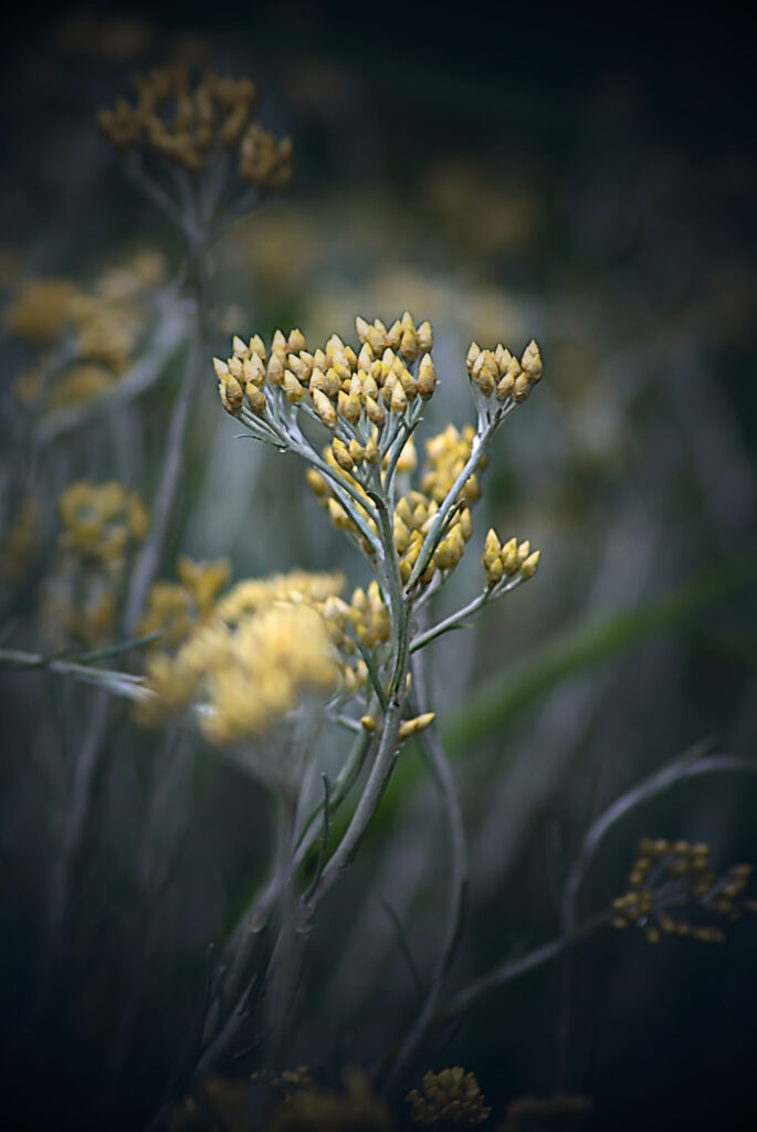 Fleur jaune