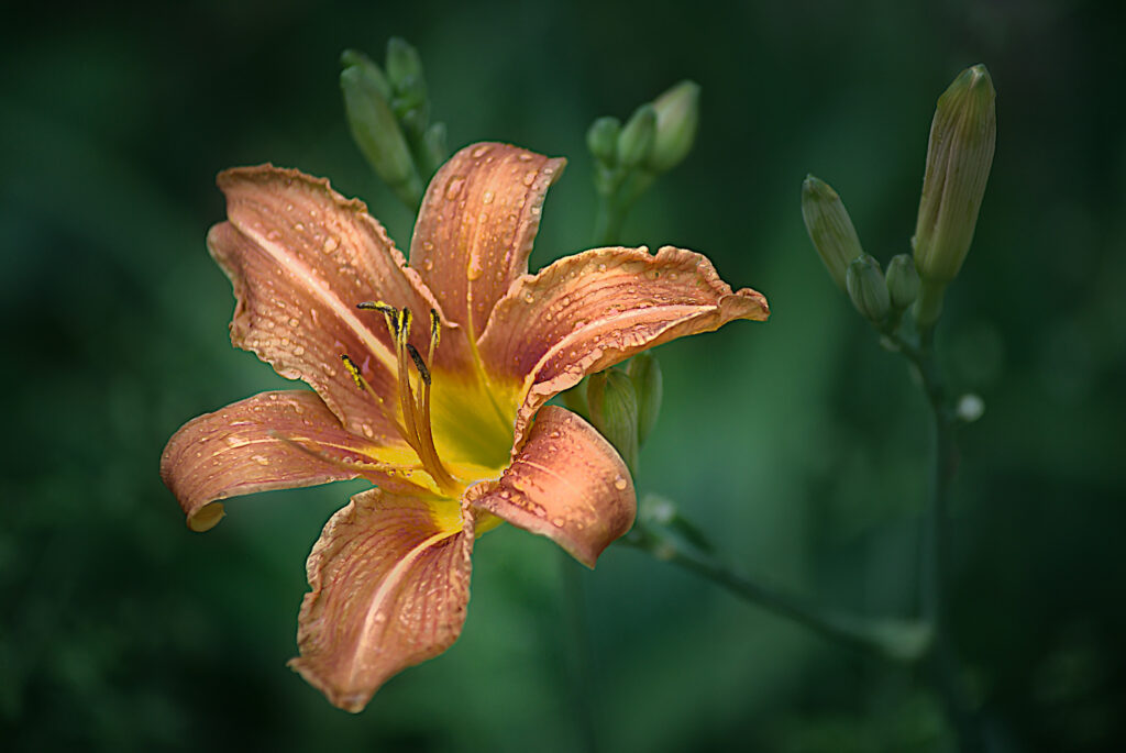 Fleur à pétales orange