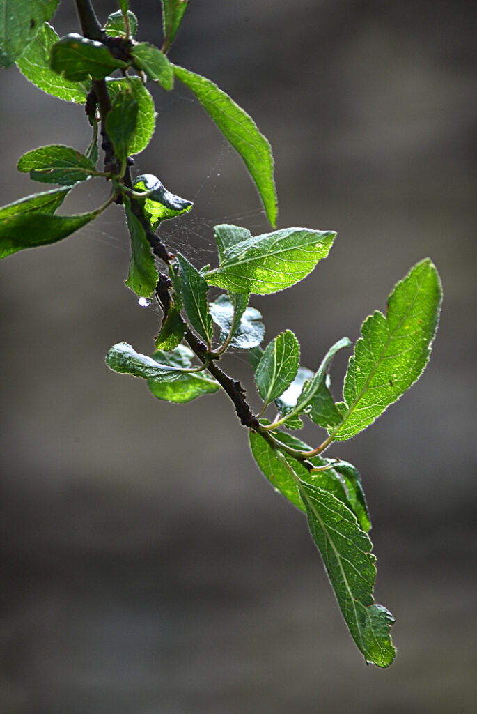 Feuille d'arbre