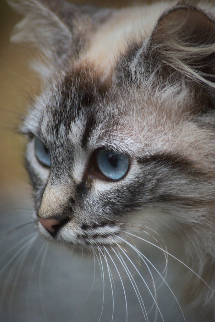 Chat aux yeux bleus