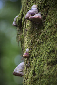 Champignons sur tronc d'arbre recouvert de mousse
