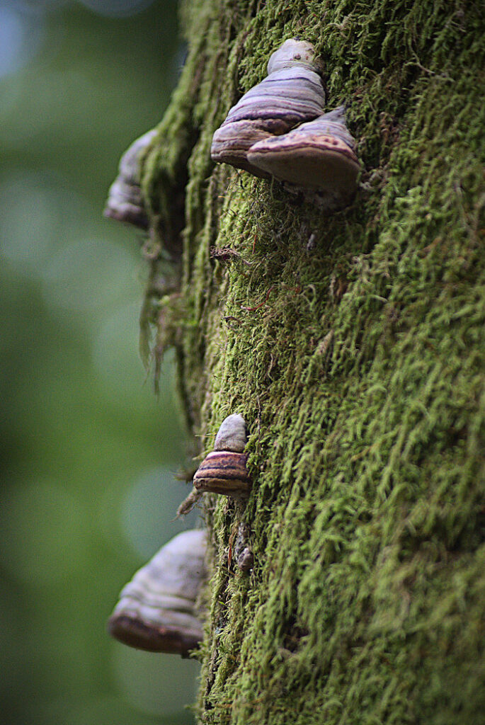 Champignons sur tronc d'arbre recouvert de mousse