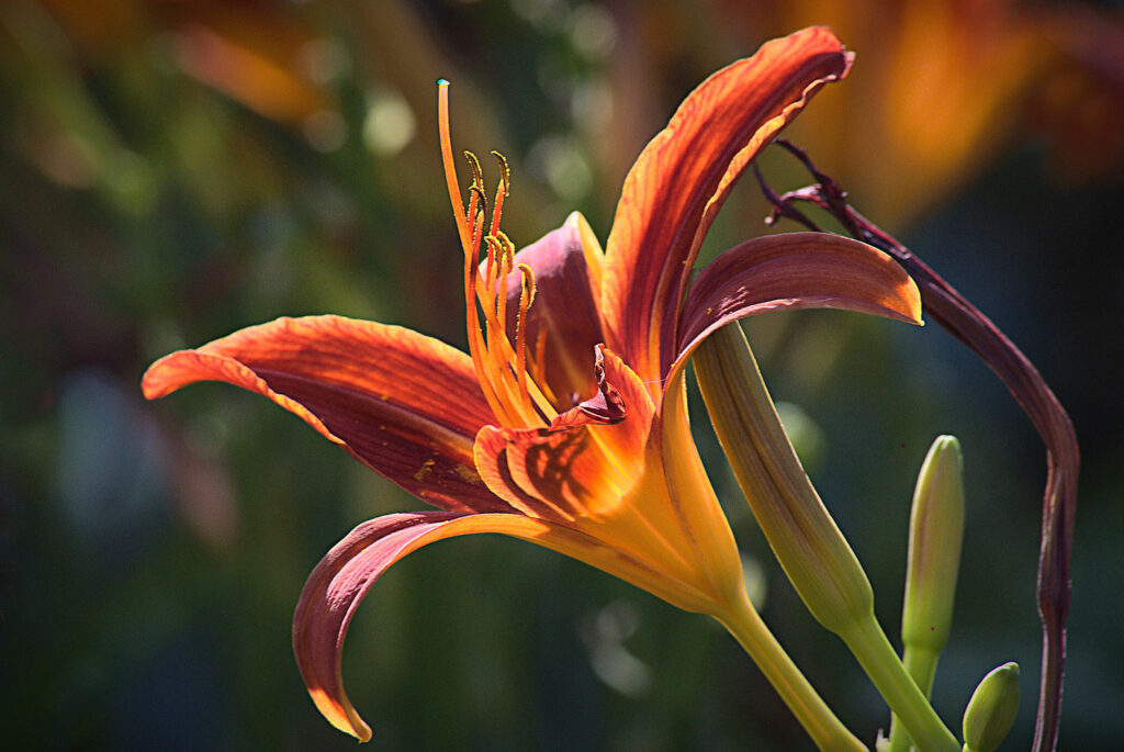 Fleur orange avec pistil et pétales éclarlates