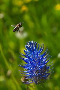 Abeille sur le point de se poser sur une fleur odorante