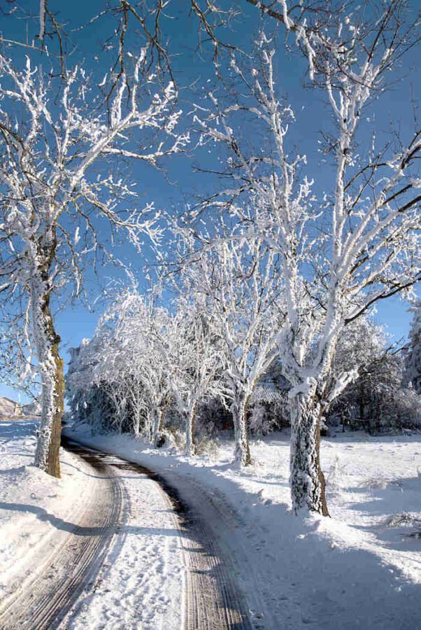 traces de voitures sur une petite route de campagne bordee d arbres enneiges