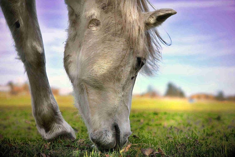 Tête de cheval blanc