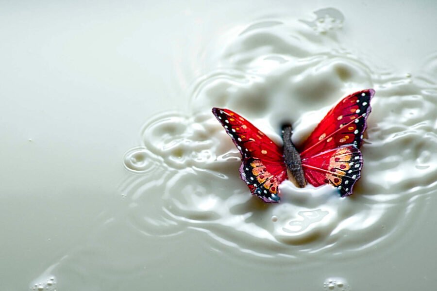 Papillon factice dans un bol de lait