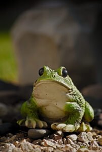 Crapaud