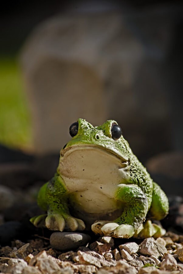 Crapaud