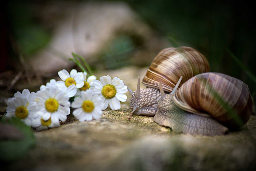 Couple d'escargots