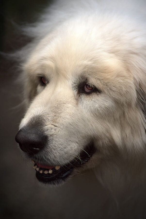 Chien des Pyrénées