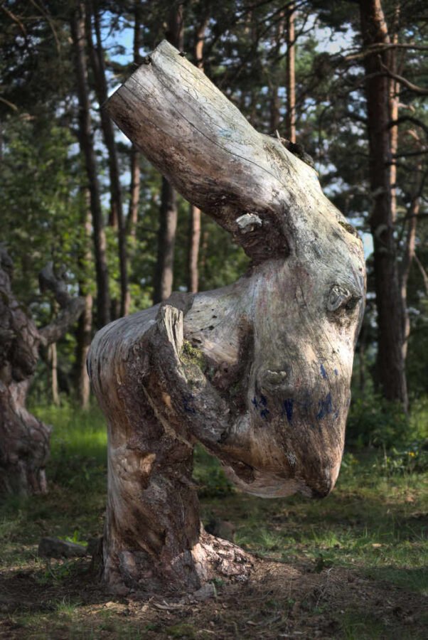 Arbres qui ont des formes humaines. La pinatelle du Zoauve en Haute-Loire