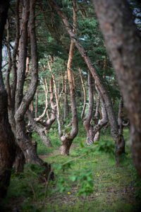 groupe d arbres a la pinatelle du zouave en haute loire