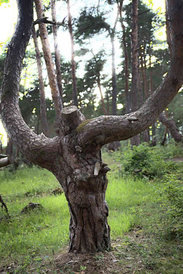 un arbre en forme de singe avec de grands bras