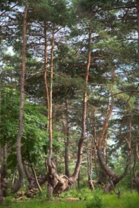 groupe d arbres avec de hauts troncs à la pinatelle de zouave