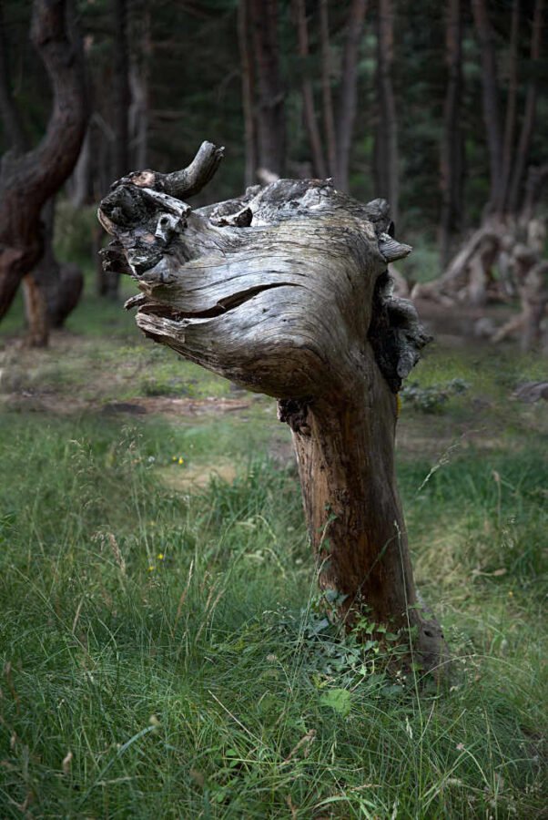 decoupe d un arbre en monstre