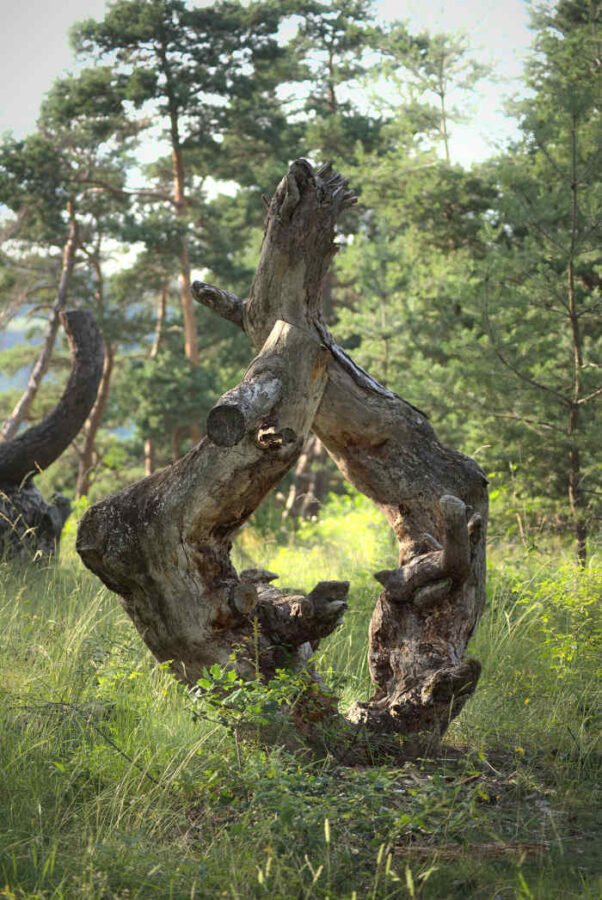 un arbre deforme en forme de coeur ou de vulve féminime