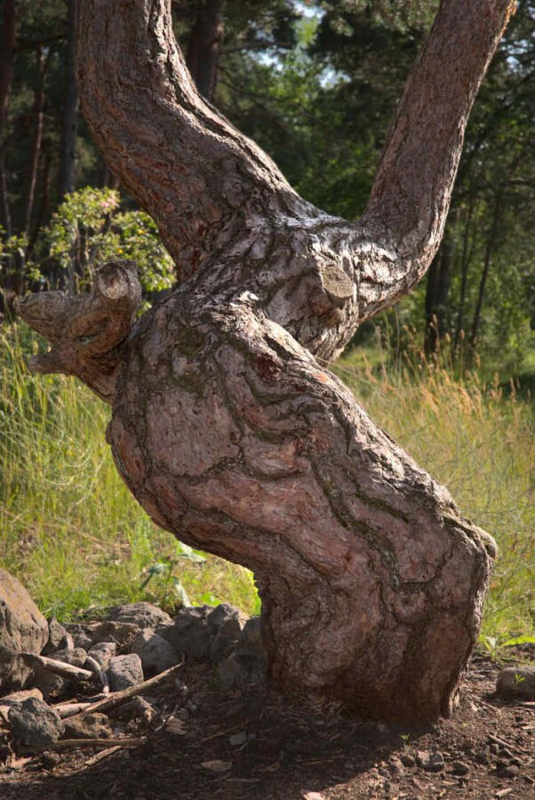 un arbre qui rappelle un oiseau prenant son envol