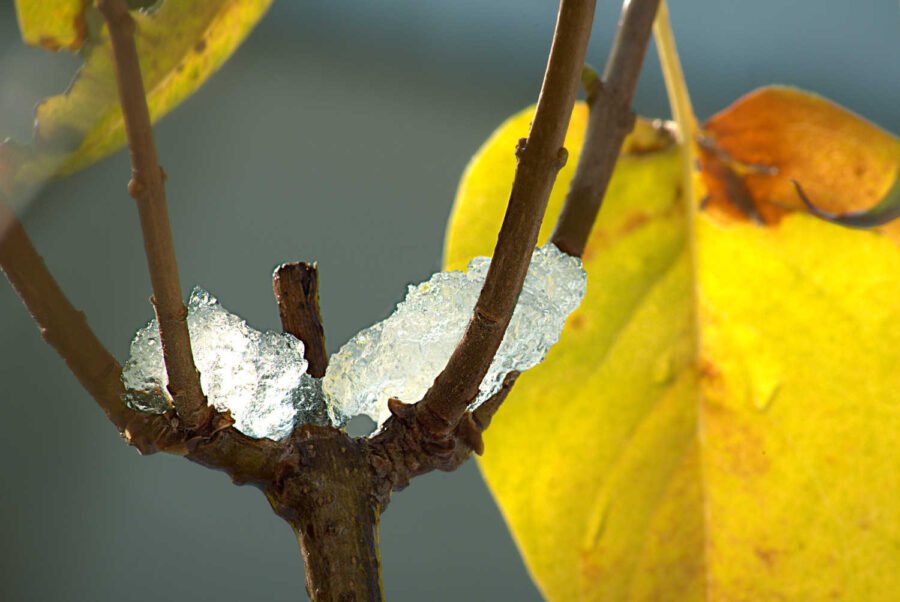 deux glaçons qui reposent sur les branches d un arbuste