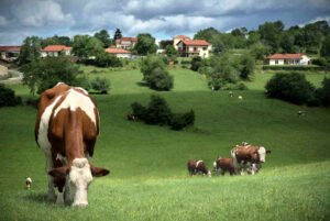 Vaches qui broutent