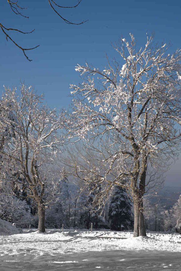 deux arbres sous la neige. Photos à la volée