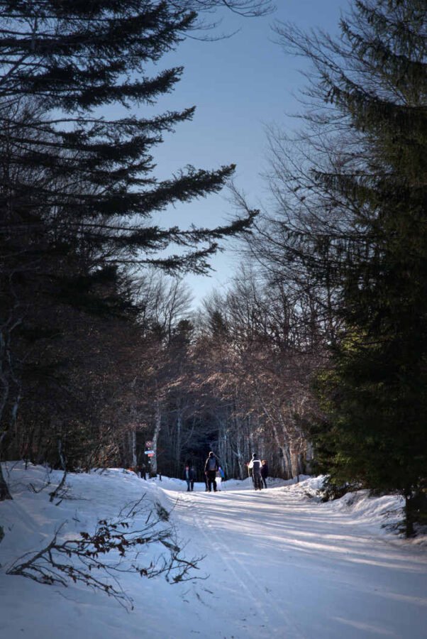 skieurs de fond sur une piste enneigee au milieu des sapins