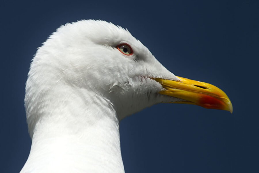 Famille des palmipèdes, canard, cane