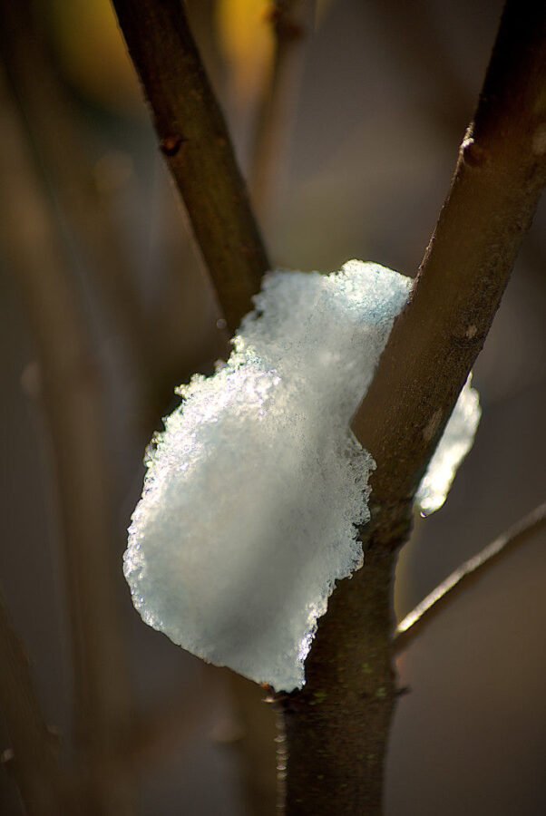 petit pain de glace coincé entre deux branches