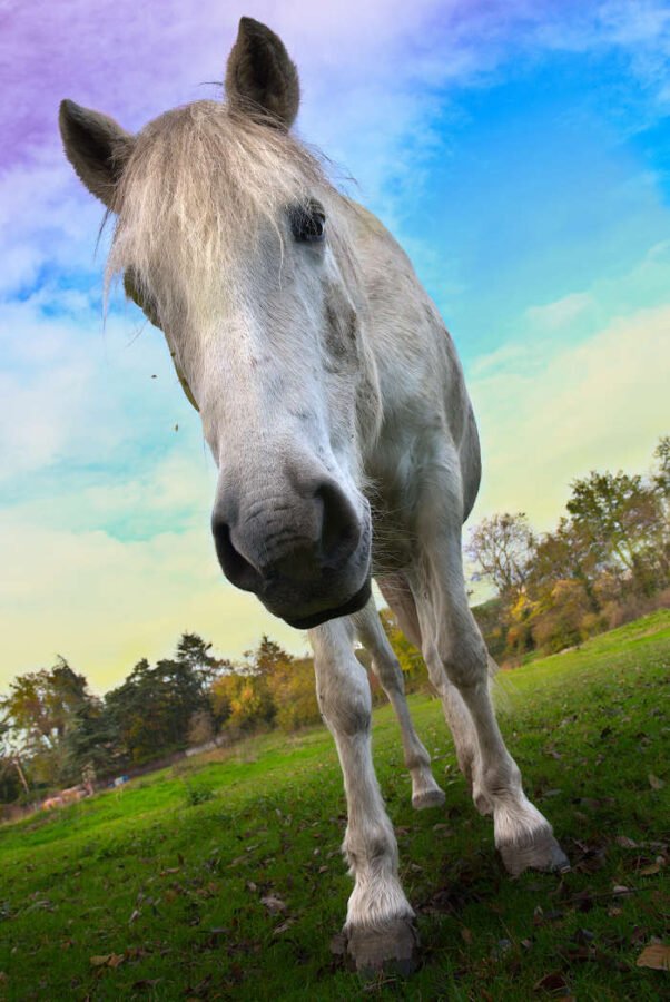 Tête de cheval  