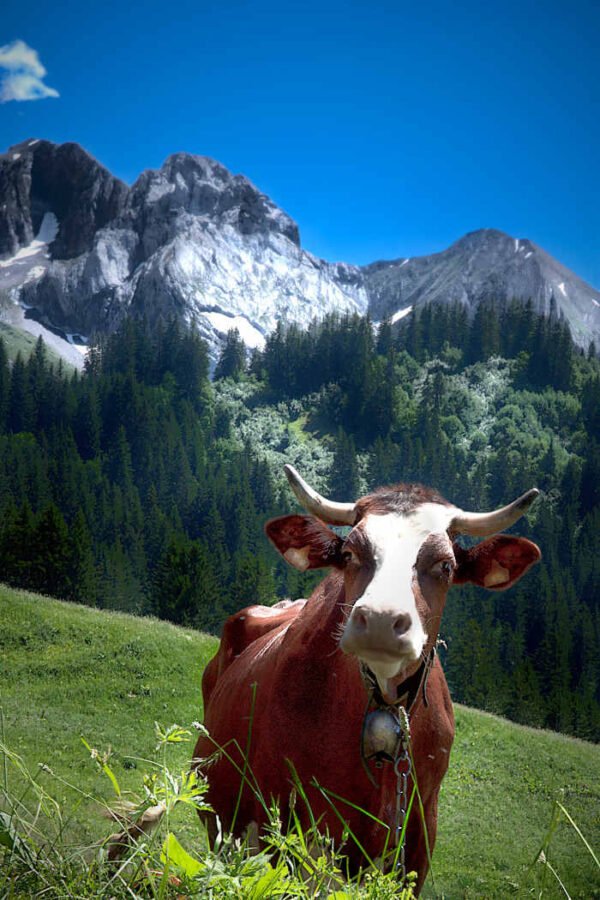 Vache des Alpes